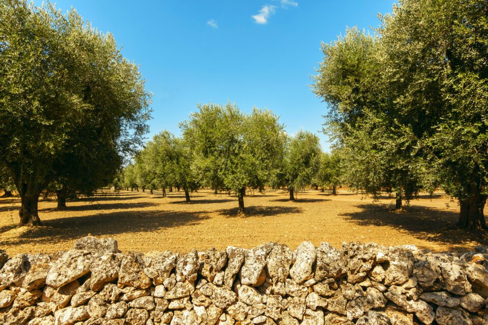 Xylella in Puglia